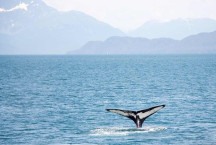 Baleias que passam pela menopausa vivem mais tempo