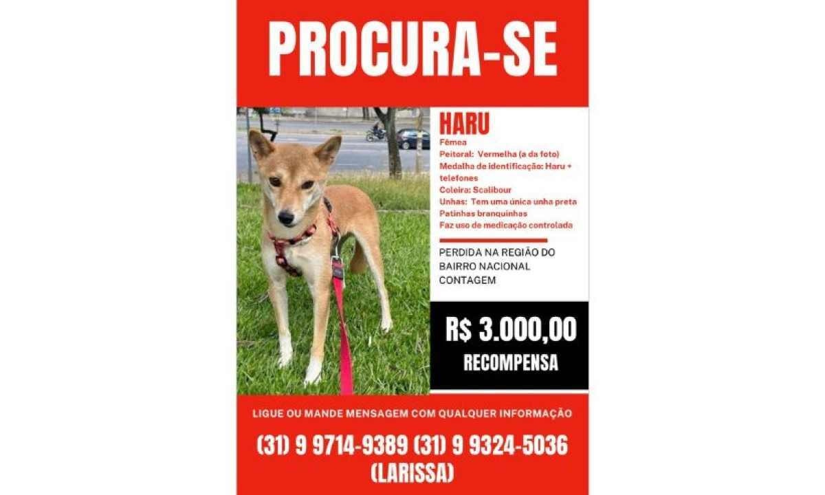Casal oferece R$ 3 mil a quem encontrar cachorra perdida em Contagem