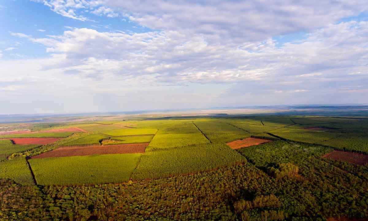 Áreas de cultura de eucalipto em Minas Gerais: maior parte da produção se concentra no norte do estado. Segmento gerou um total de R$ 7,5 bilhões em 2022  -  (crédito: AMIF/Divulgação)