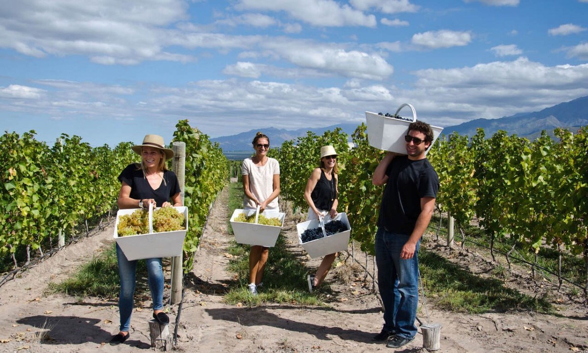 Festeje a Vendímia na América do Sul - (crédito: Uai Turismo)