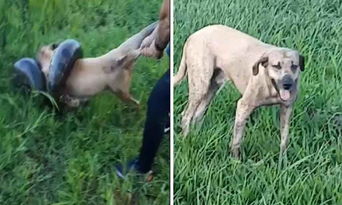 Cachorro conseguiu se livrar do ataque com a ajuda de populares -  (crédito: Redes Sociais/Divulgação)