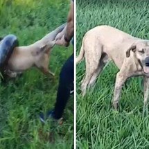 Vídeo: cachorro sobrevive a ataque de sucuri em Minas - Redes Sociais/Divulgação
