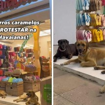 Cachorros fazem ‘protesto’ por chinelos personalizados em porta de loja - Reprodução / Instagram
