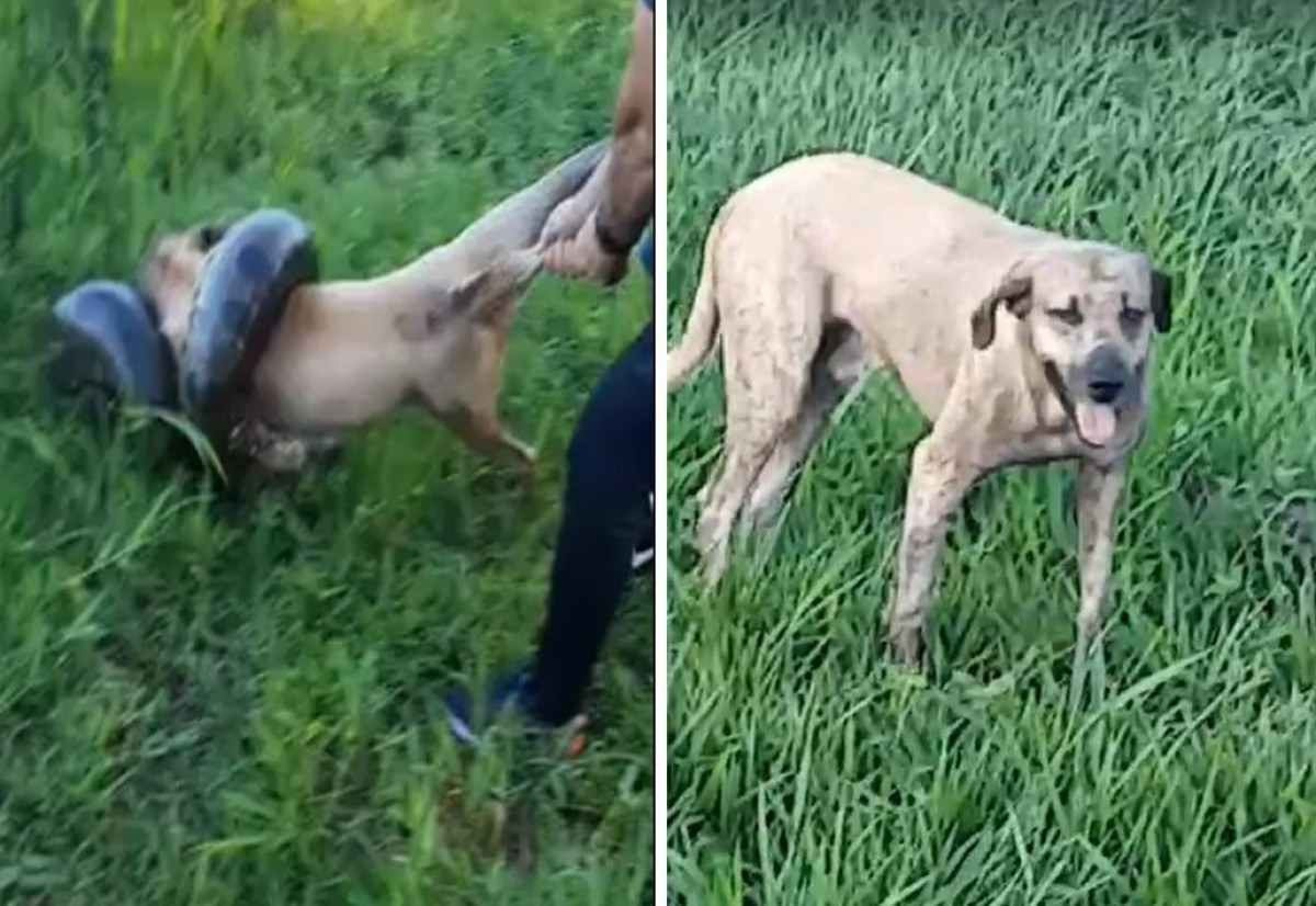 Vídeo: cachorro sobrevive a ataque de sucuri em Minas