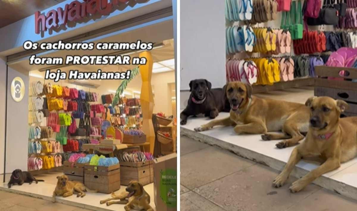 Cachorros fazem ‘protesto’ por chinelos personalizados em porta de loja