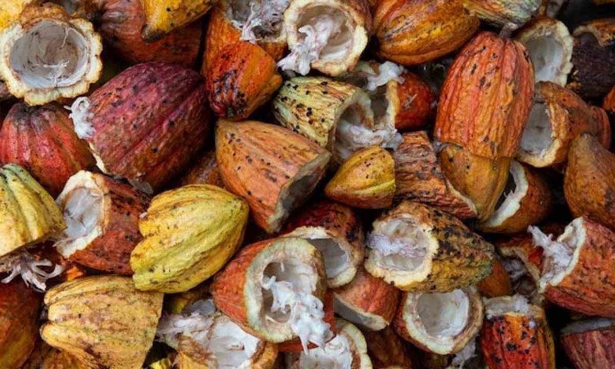 Forte demanda e Páscoa puxam preço do cacau, que cresceu 300% em 2023 e segue aumentando em 2024 -  (crédito: Rodrigo Flores/Unsplash)