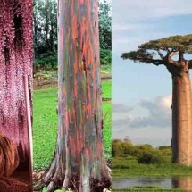 Espetáculo da Natureza: As árvores mais belas do mundo -  Montagem/Divulgação e Flickr Leo Boudreau e Bernard Gagnon/Wikimédia Commons