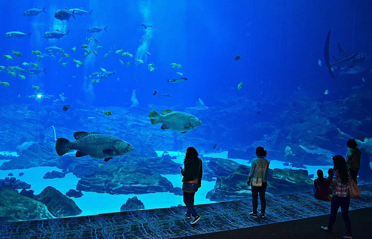 Espetáculo dos mares: Os maiores aquários do mundo - Imagem de Stephen Marc por Pixabay 
