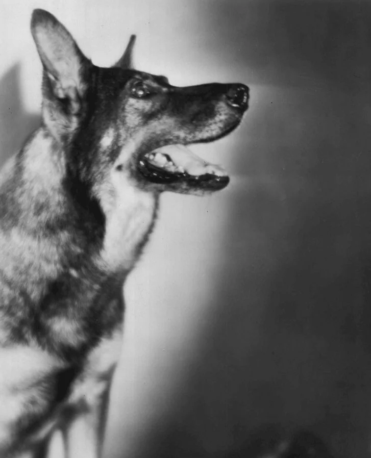 Você lembra? Listamos cães que ficaram famosos no mundo do cinema - Domínio Público/Wikimedia Commons