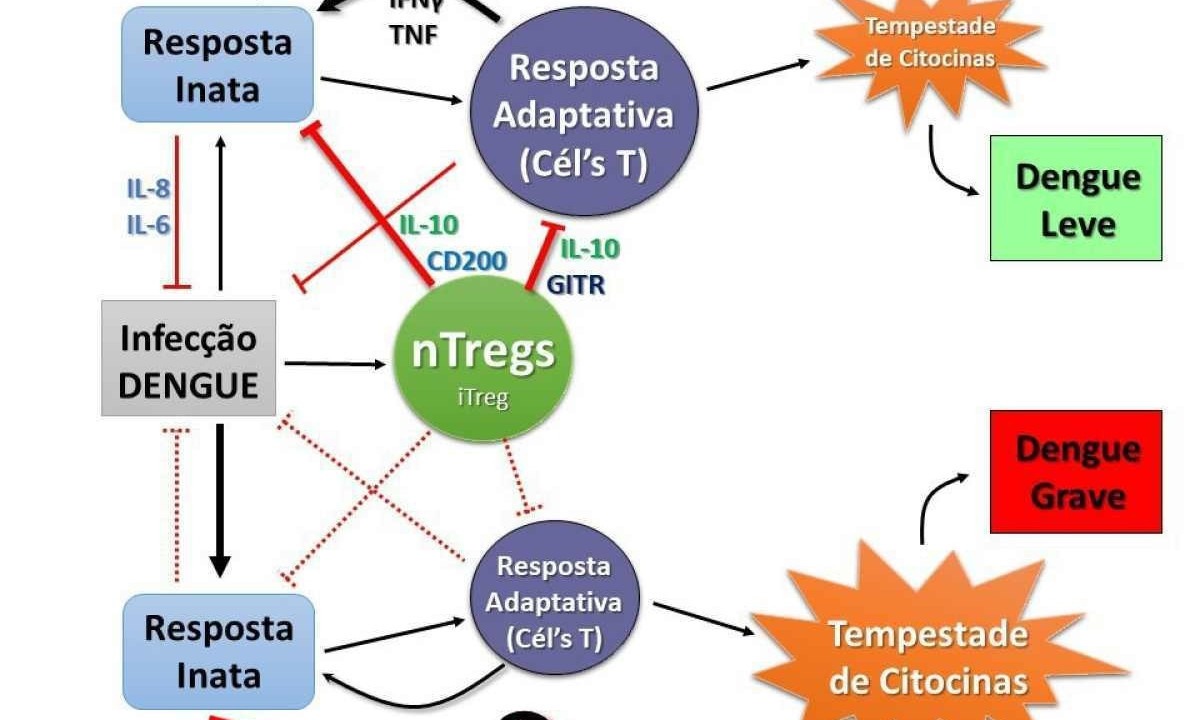 Fluxo mostra comportamento das T reguladoras em casos leves e graves da dengue
 -  (crédito: Acervo UFMG/ reprodução )