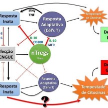 Pesquisadores da UFMG identificam células que marcam a evolução grave da dengue - Acervo UFMG/ reprodução 