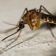 Minas Gerais se aproxima de 800 mil casos prováveis de dengue  -  ImsoGabriel Stock/Pixabay