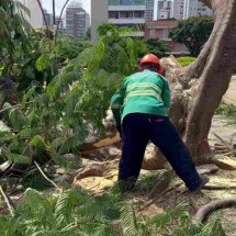 Corte de árvores na Praça Raul Soares: 'Risco iminente de queda', diz PBH - Reprodução