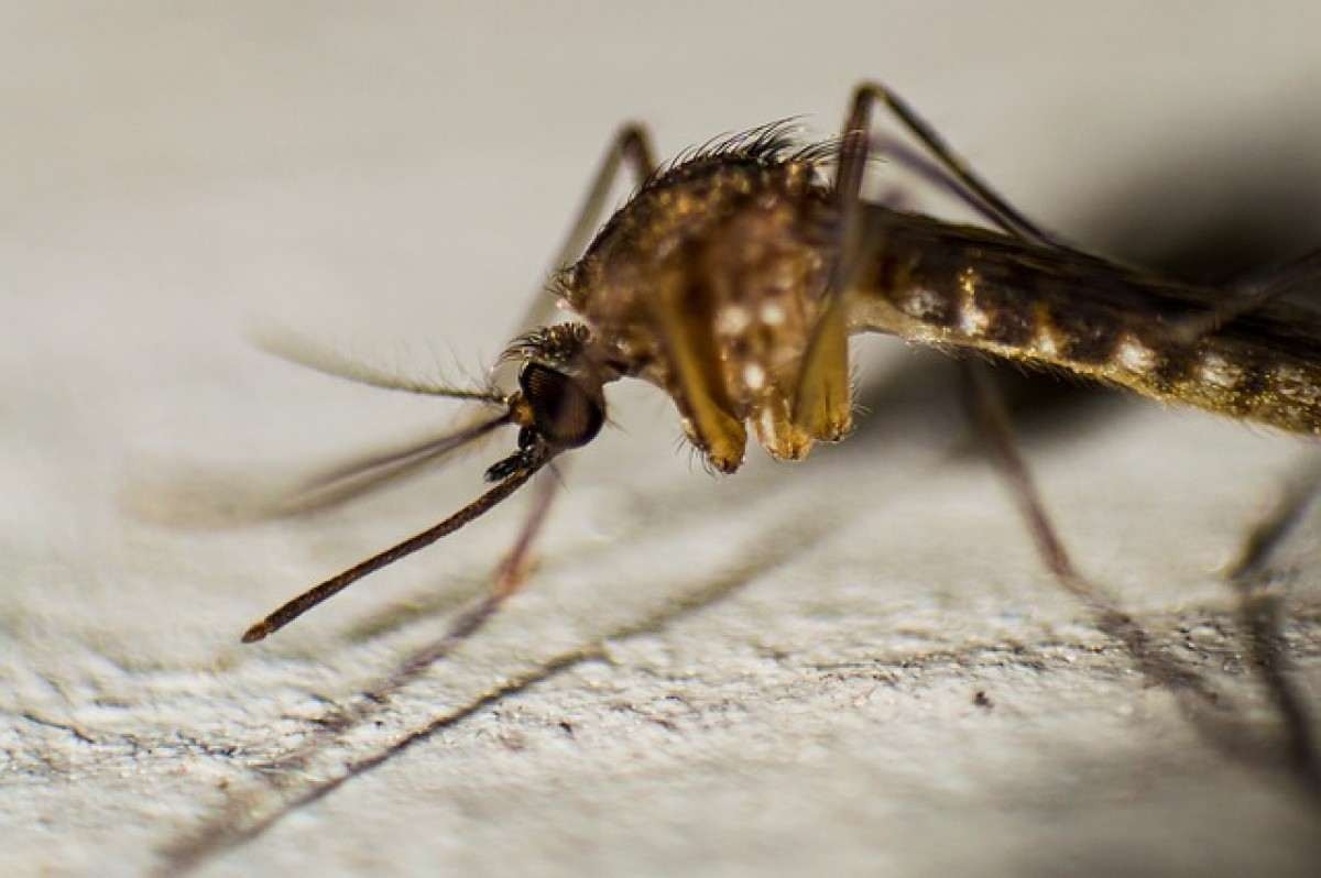 Minas Gerais se aproxima de 800 mil casos prováveis de dengue 