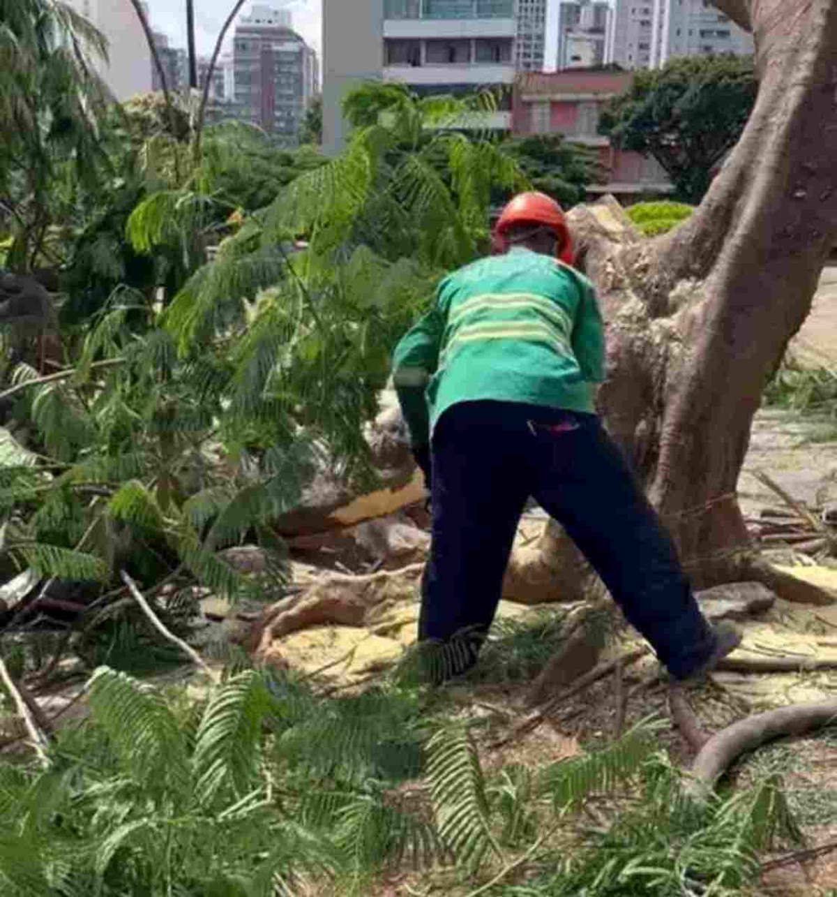 Corte de árvores na Praça Raul Soares: 'Risco iminente de queda', diz PBH