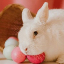 Pet shops suspendem vendas de coelhos para evitar abandono em massa - Roman Odintsov/Pexels/Reprodução