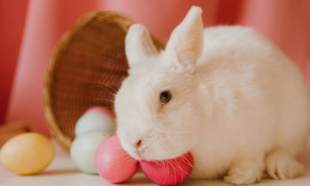 Pet shops suspendem vendas de coelhos para evitar abandono em massa