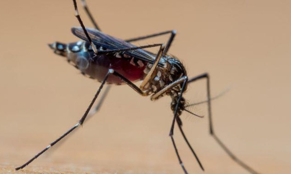 Há quatro subtipos diferentes do vírus da dengue -  (crédito: Getty Images)