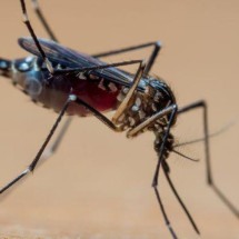 A 'tempestade perfeita' que explica explosão de casos de dengue no Brasil - Getty Images