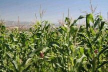 Etanol de milho ganha espaço no embalo da transição energética