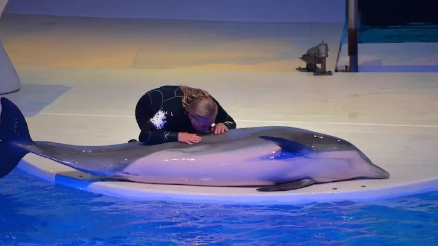 Zoológico na Suécia conta com 11 golfinhos após acidente -  (crédito: Instagram/Reprodução)