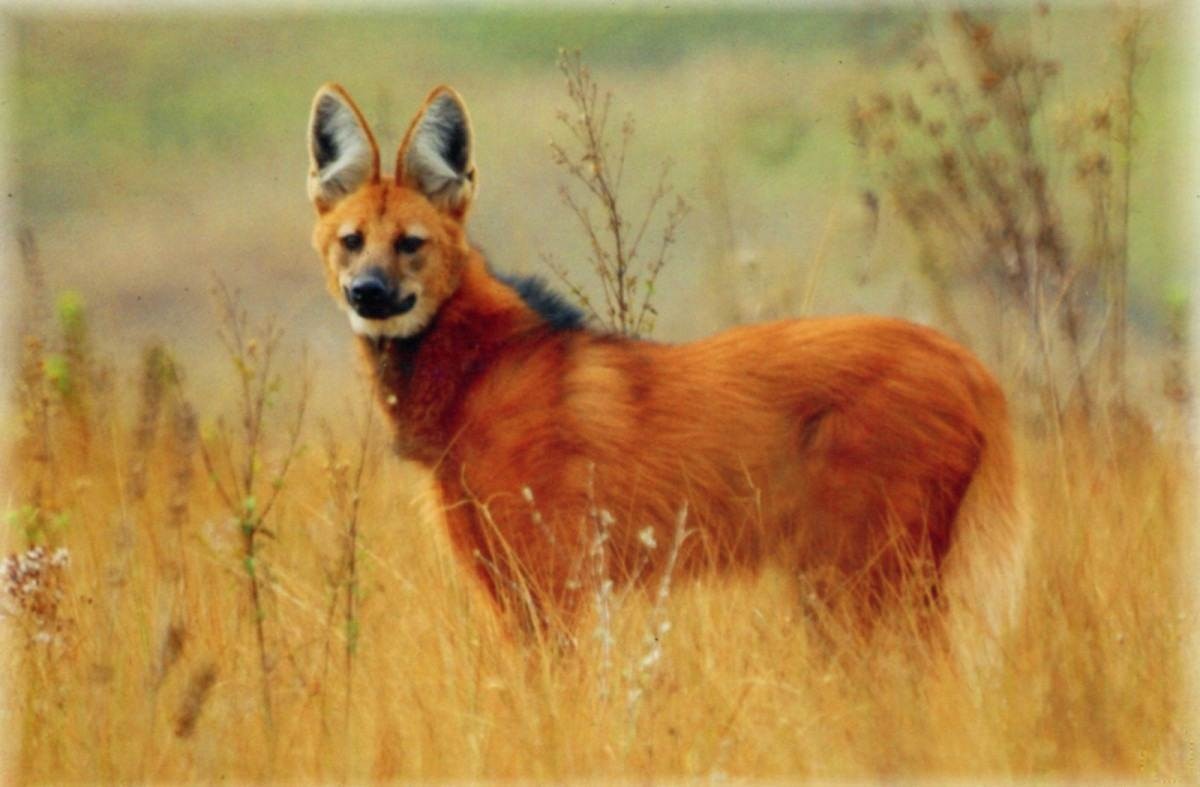 O Lobo-guará é uma das espécies que o visitante encontra ao visitar o Parque Nacional 