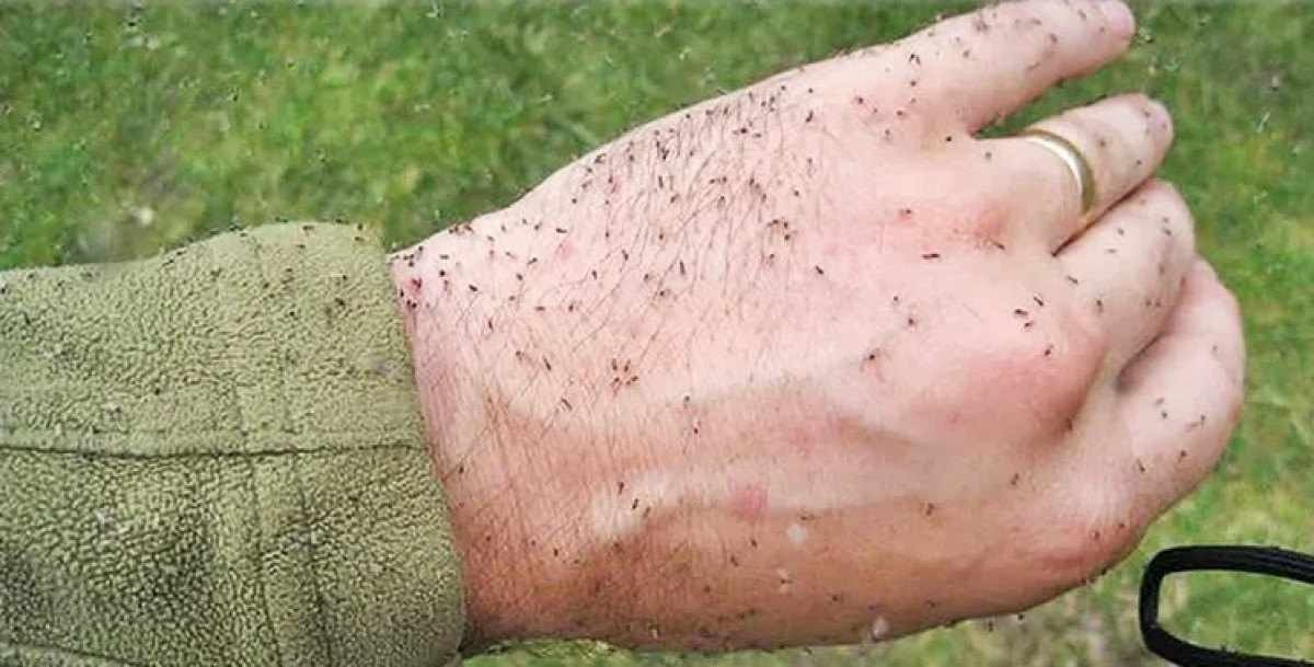Infestação de mosquito maruim leva cidade a decretar ‘estado de emergência’