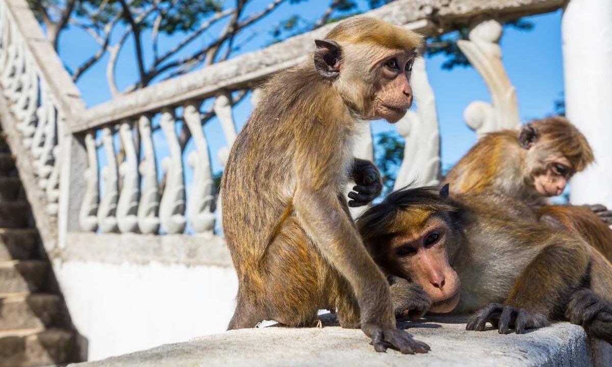 Autoridades buscam uma solução para o controlar o problema envolvendo os macacos na região     -  (crédito:  Galyna Andrushko/ Freepik )