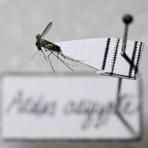 Rio de Janeiro decreta fim da epidemia de dengue na cidade -  AFP