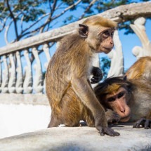Polícia usa estilingue para conter 'gangue de macacos' na Tailândia -  Galyna Andrushko/ Freepik 