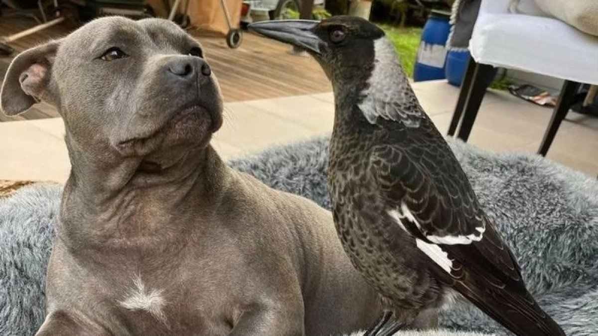 A polêmica separação de pássaro e pitbull que envolve até governador na Austrália