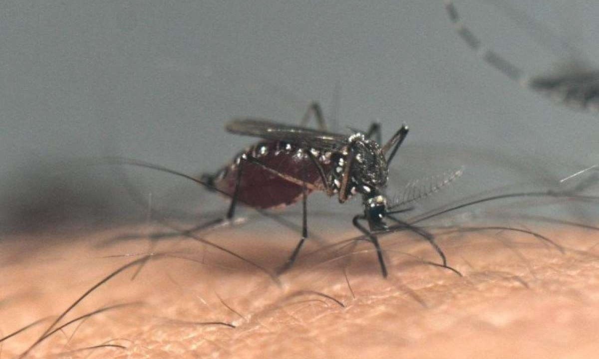 Aedes aegypti, vetor da doença: metade da população mundia está suscetível -  (crédito: AFP)