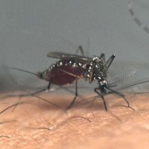 Vacina da dengue levará oito anos para se tornar efetiva - AFP