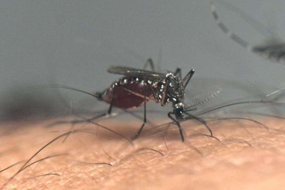 Vacina da dengue levará oito anos para se tornar efetiva