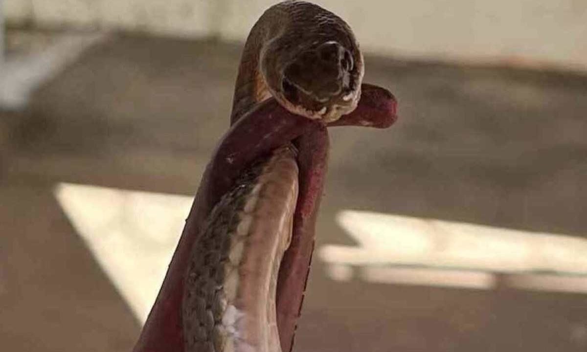 Cobra da espécie 'cipó' foi encontrada dentro de máquina de lavar em Montes Claros, no Norte de Minas -  (crédito: Corpo de Bombeiros/Divulgação)