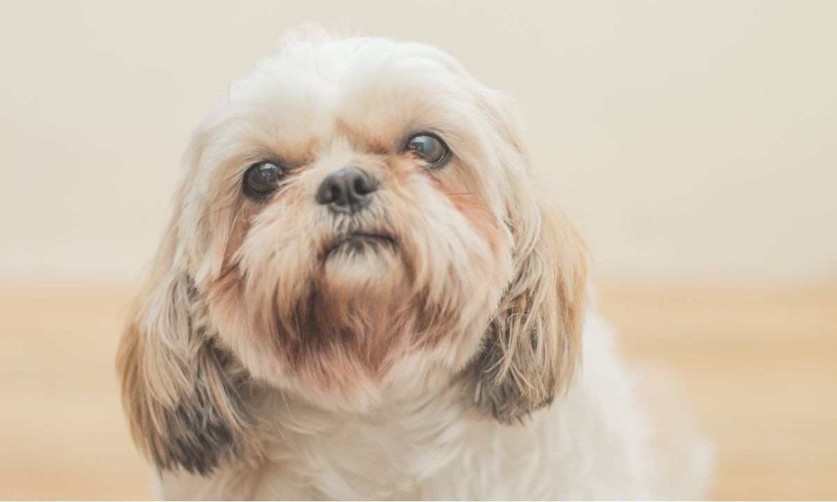 Cadela da raça shih tzu morreu durante as cirurgias de castração e mastectomia; juiz compreendeu que clínica veterinária foi negligente -  (crédito: Freepik/Imagem ilustrativa)