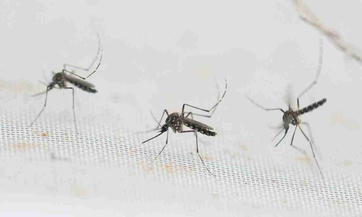 As condições climáticas em fevereiro e março, com dias de muito calor e chuva intensa, favoreceram a proliferação do mosquito Aedes aegypti -  (crédito: LUIS ROBAYO / AFP)