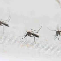 Dengue começa a desacelerar - LUIS ROBAYO / AFP