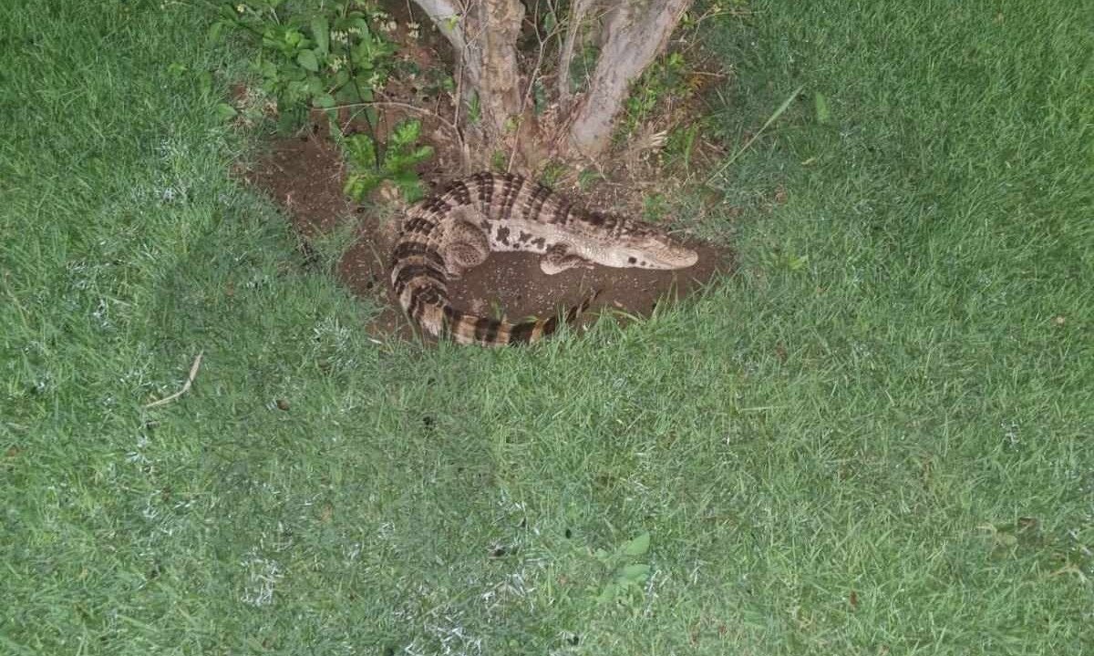 Bombeiros são acionados para captura de animal e encontram jacaré de plástico -  (crédito: CBMMG)