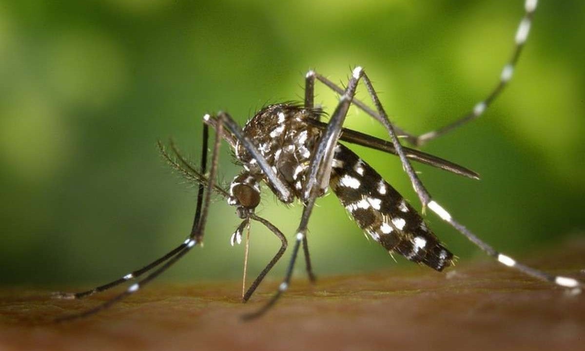 
Apesar das sugestões, é importante ressaltar que o ideal é que sejam tomadas meninas preventivas, como eliminar criadouros do mosquito Aedes aegypti, que transmite o vírus, mantendo recipientes sem água parada, como vasos de plantas e pneus -  (crédito:  WikiImages por Pixabay)