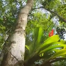 As árvores mais antigas do planeta - Youtube/
Ribamar Guimarães "o Bom Maranhense"
