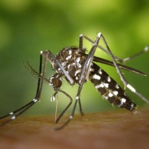 Dengue? Confira 5 dicas para te ajudar na recuperação -  WikiImages por Pixabay