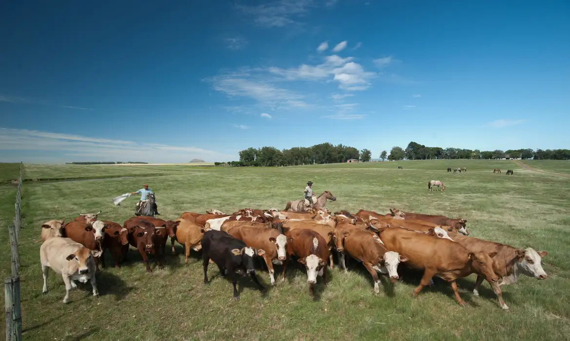 Subsídios da UE favorecem pecuária em detrimento da agricultura -  (crédito: EBC)