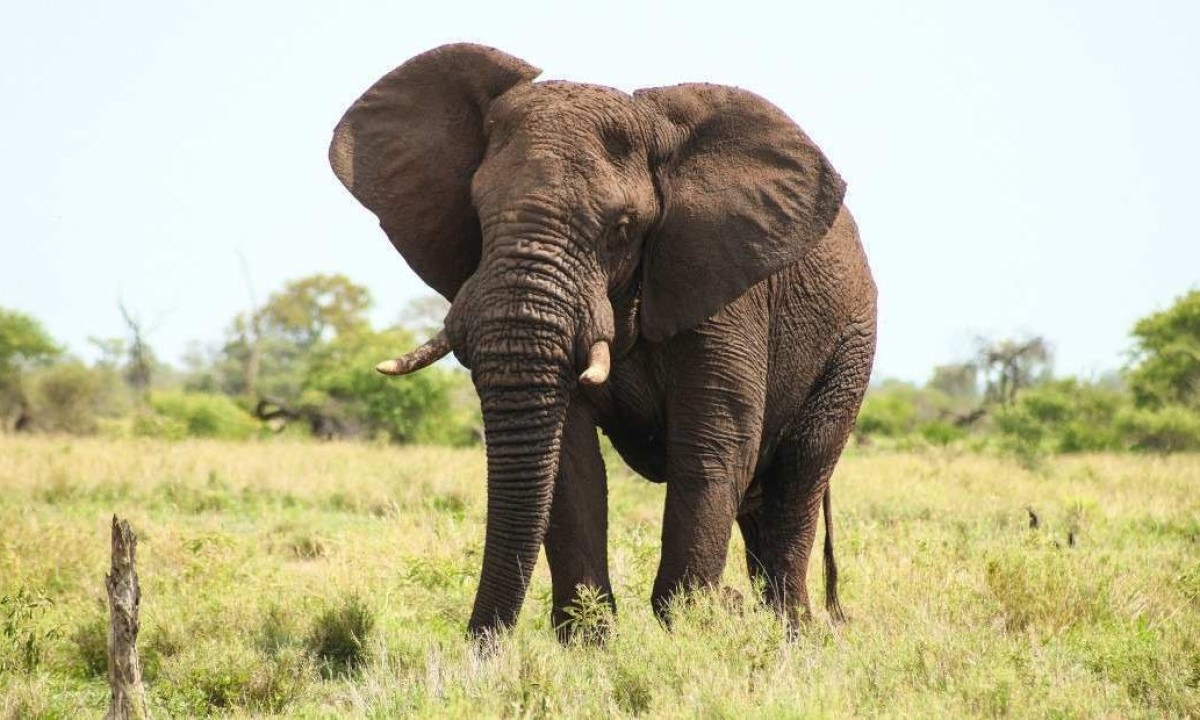 Turista é morta por elefante em Safári na África; veja o vídeo -  (crédito: Reprodução/freepik)