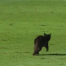 Gato, cachorro, galo, jacaré… Veja casos de animais que invadiram jogos de futebol - Reprodução de Youtube/Cazé TV