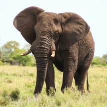 Turista de 80 anos é morta por elefante em safári; veja vídeo - Reprodução/freepik