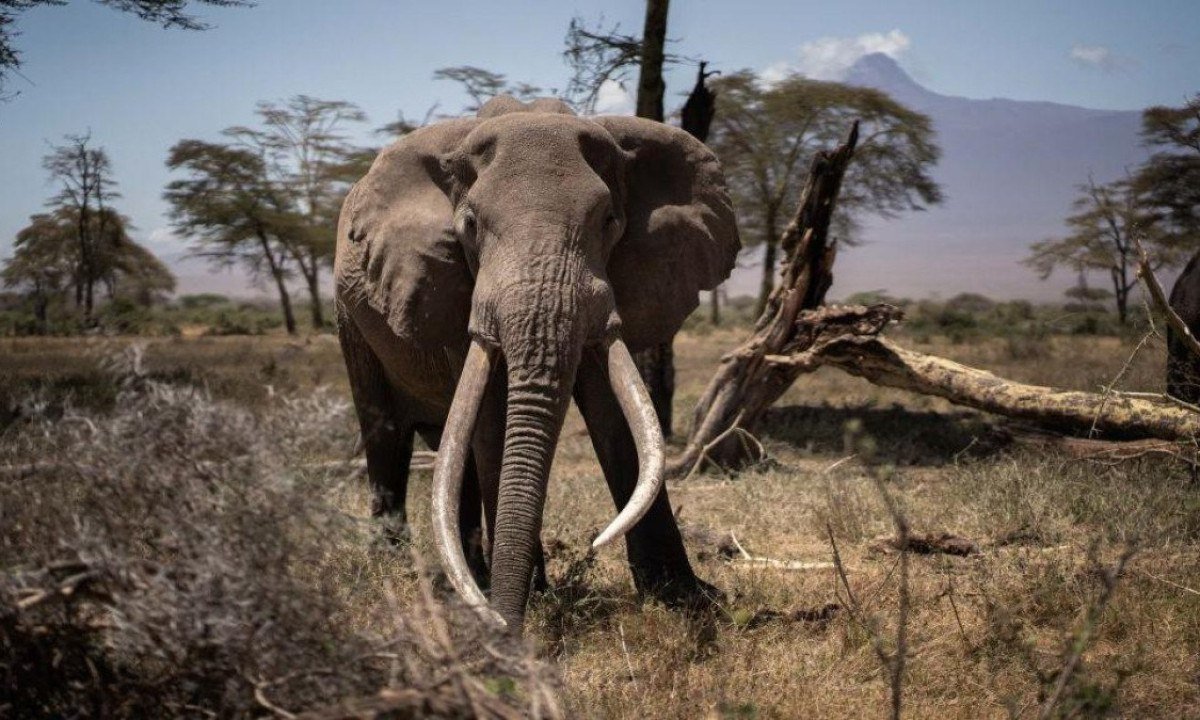 A Alemanha é um dos principais importadores de troféus de caça do mundo -  (crédito: Getty Images)