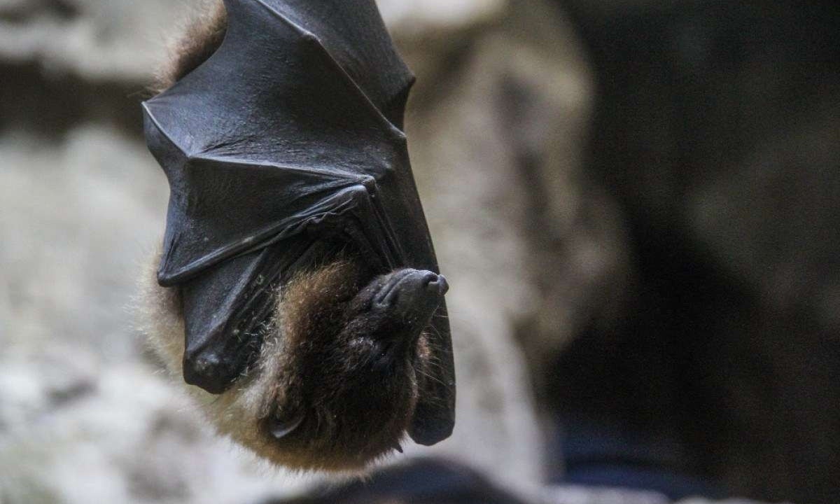 Morcego contaminado raiva foi encontrado em dois bairros de Montes Claros -  (crédito: Fotos: FreePik/divulgação)