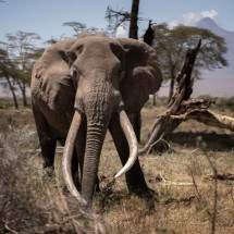 Botsuana quer enviar 20 mil elefantes para a Alemanha - Getty Images