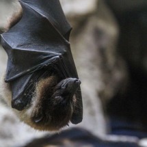 Montes Claros vacina cães contra a raiva após encontrar morcego contaminado - Fotos: FreePik/divulgação